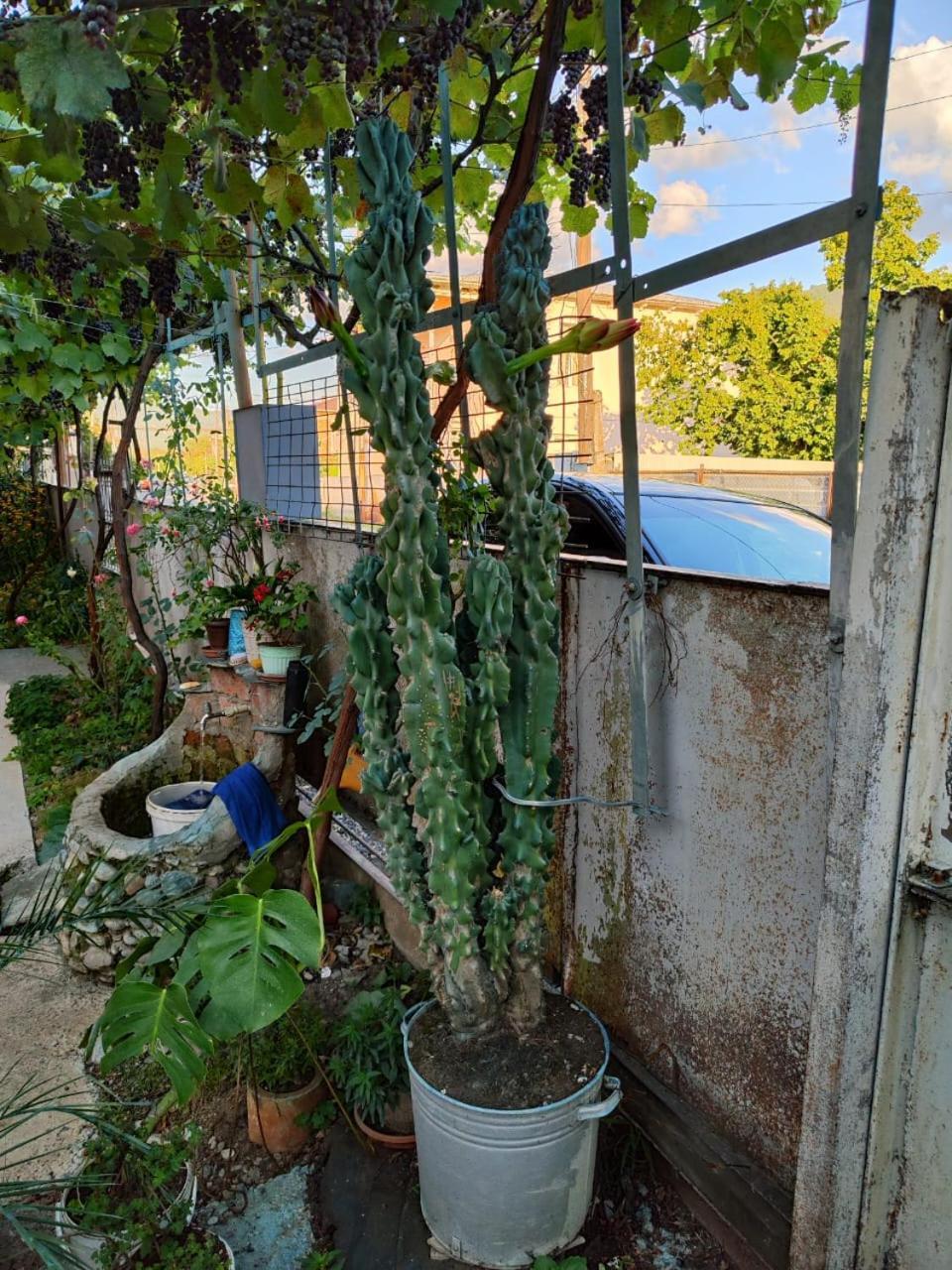 Chveni Ezo Ambrolauri Exterior foto